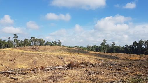 Bosque de Borneo después de ser «clareado»