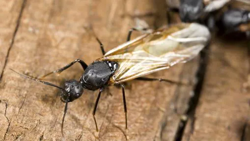 ¿Por qué hay hormigas aladas en otoño? Hormigareina2-U10107371408UXE--510x287@abc