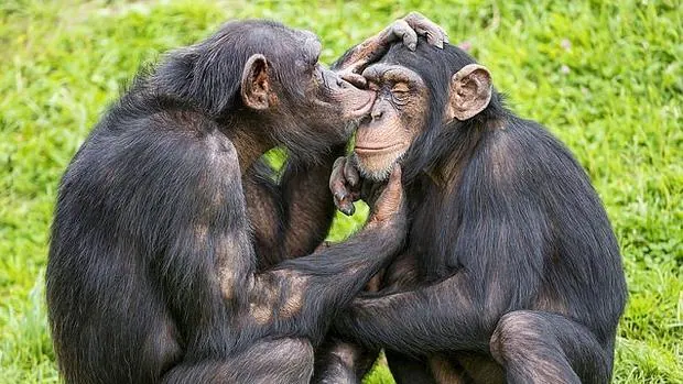 Resultat d'imatges de imitaciÃ³n chimpances
