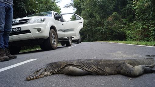 Un varano atropellado en una carretera que parte por la mitad la Reserva del Bosque Gomatong, en Malasia