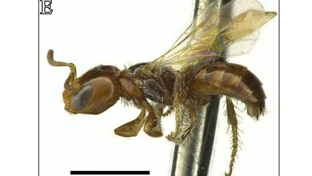 La nueva especie del género Perdita similar a una hormiga