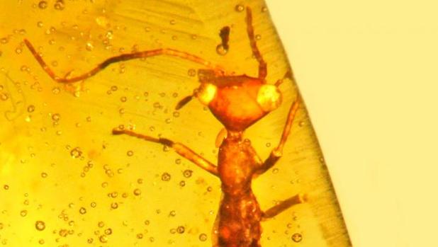 Este extraño insecto preservado en ámbar representa una especie nueva, género, familia y orden de los insectos