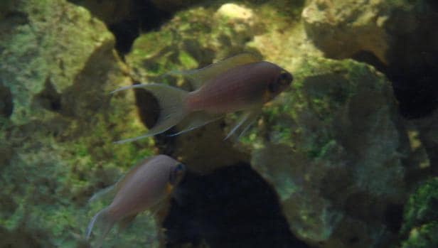 El pez Neolamprologus pulcher también se comunica a través de sonidos y movimientos