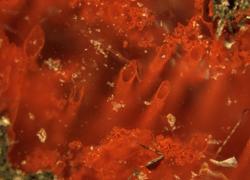 Tubos de hematita, los fósiles más antiguos del mundo