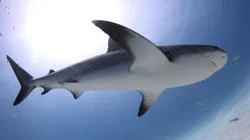El moderno Carcharhinus moderna es similar al tiburón cuyo diente fue encontrado en las selvas del Amazonas