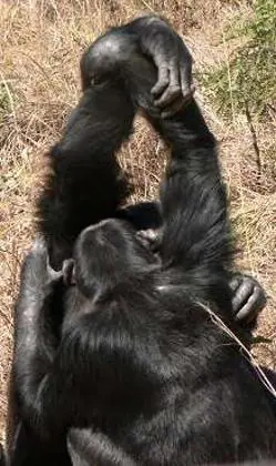 «Apretón de manos» entre dos chimpancés