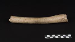 El fémur del neandertal de Hohlenstein-Stadel