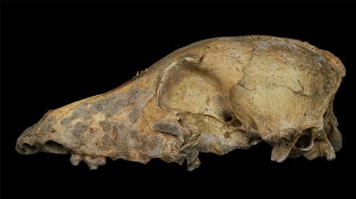 Cráneo de un perro del Neolítico de hace 5.000 ñaos