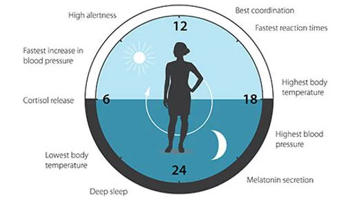 El reloj circadiano anticipa y adapta nuestra fisiología a las diferentes fases del día