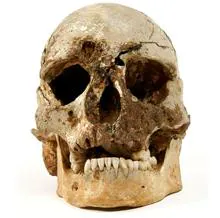 El cráneo del hombre de Cheddar