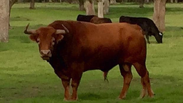 Un hermoso toro de García Jiménez, con más reses al fondo, en el campo bravo
