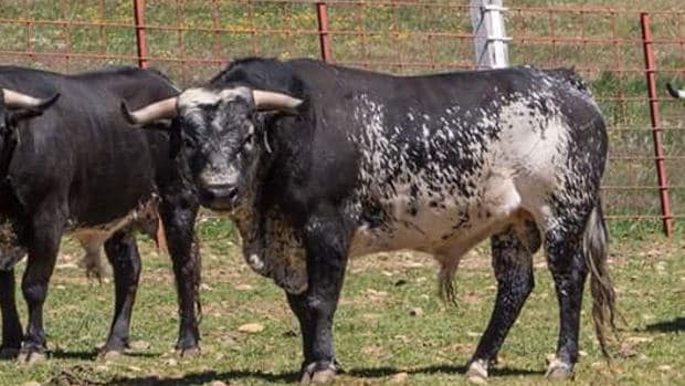 La madre del toro «Lorenzo» había sido sacrificada hace días por la edad