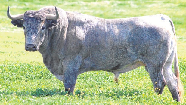 «Buscador», uno de los toros previstos para el Domingo de Ramos