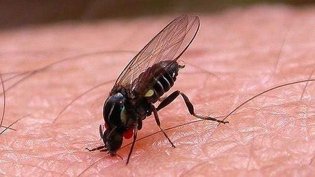 Image result for Mosca y Mosquito
