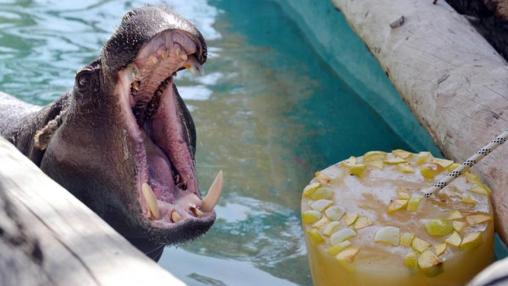 Helado de frutas para el hipopótamo.