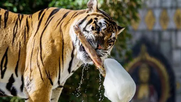 Hueso de jamón helado para el tigre de Bengala, en Río Safari Elche.