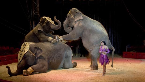 Imagen de archivo de elefantes en un circo