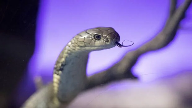 La cobra real, una especie de tenencia ilegal en España, es la serpiente que myor concentración de veneno posee