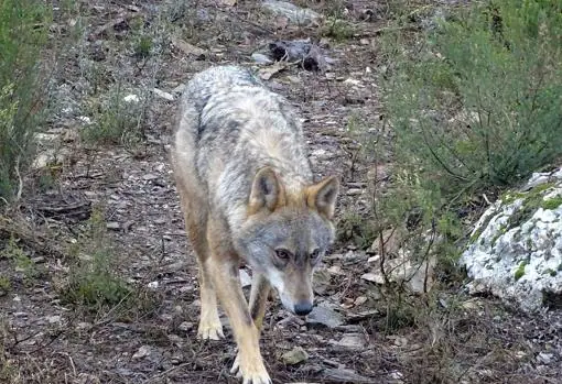 Ávila es la provincia más afectada por los ataques de lobos