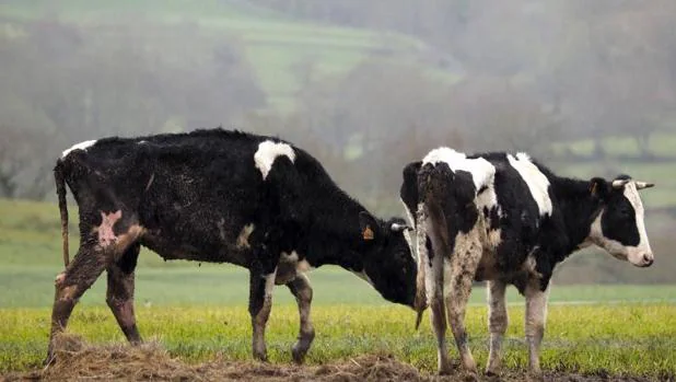 Vacas en estado de inanición en una explotación ganadera