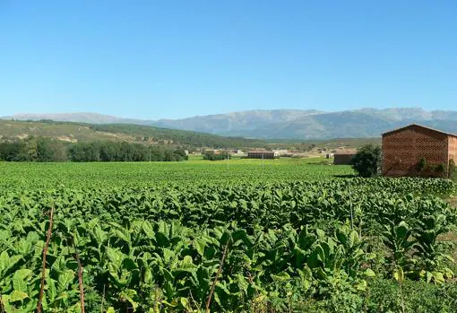 Cultivo de tabaco en la comarca extremeña de La Vera (España)