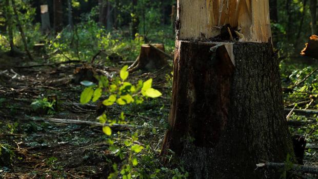 Polonia quiere continuar las talas en Bialowieza pese a la sentencia de una Corte Europea