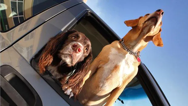 Un 85% de los españoles prefiere el coche para viajar con su mascota