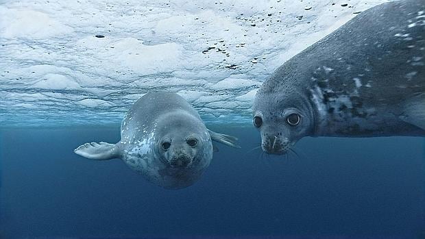 http://www.abc.es/media/natural/2016/01/14/oceanos-focas_xoptimizadax--620x349.jpg