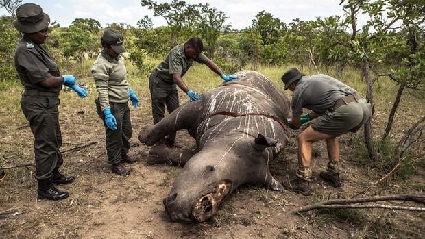 La Unidad de Investigación Criminal Medioambiental de los Parques Nacionales de Sudáfrica (SANParks) prepara el cuerpo sin vida de un rinoceronte abatido por cazadores furtivos para la autopsia