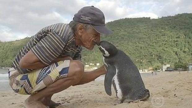 Pingüino se hace amigo de un hombre