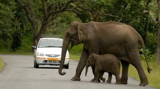 Los elefantes están siendo abatidos a un ritmo al que no pueden reponerse mediante la reproducción