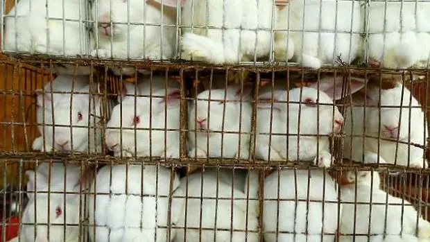 Los conejos albinos son baratos y dóciles