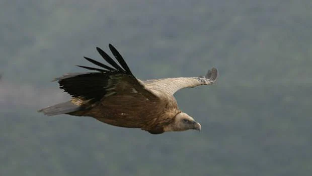 Buitre volando sobre el Parque Nacional de Monfragüe