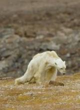La terrible imagen del cambio climático: un oso polar agonizando