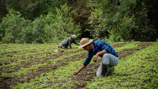 2019 marcará el comienzo del Decenio de la Agricultura Familiar