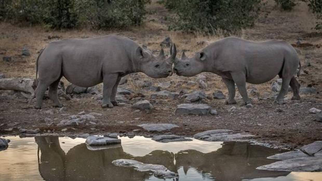rinoceronte-pareja-rhinointernational-k8aB--1240x698@abc.jpg