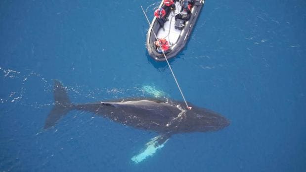 Por primera vez, científicos de la Antártida han adosado una cámara a un ejemplar de minke, una de las especies de ballenas menos conocida