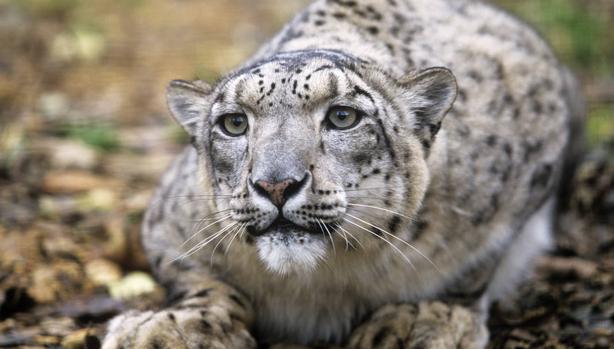 Leopardo de las nieves