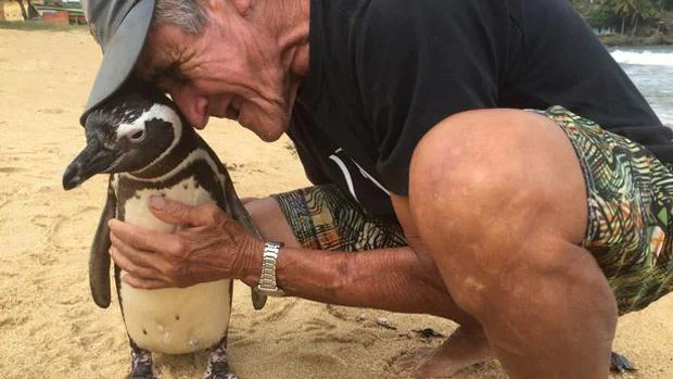 El pingüino que nada 8.000 kilómetros cada año para reunirse con el hombre que le salvó lo ha vuelto a hacer 