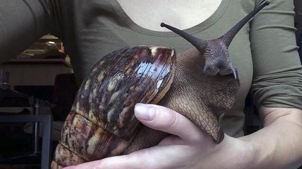 El gigantesco caracol con aspecto de conejo que aterroriza a Twitter