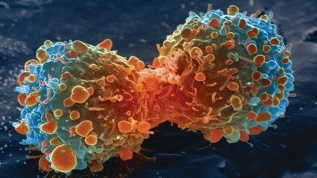 División de una célula de cáncer de pulmón