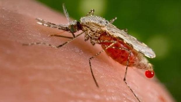 Mosquito del género 'Anopheles', transmisor de la malaria