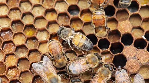 ¿Controles fronterizos para las abejas?