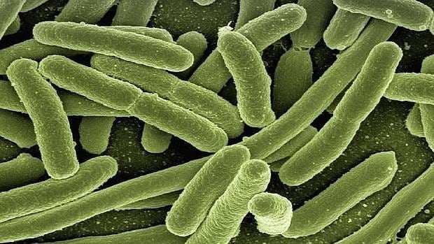 «E. coli», bacteria presente en nuestro intestino