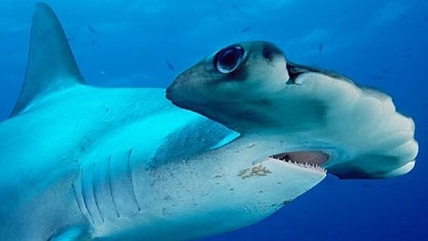 Proteger al tiburón martillo