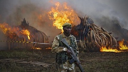 Kenia declara la guerra a los furtivos quemando 105 toneladas de marfil