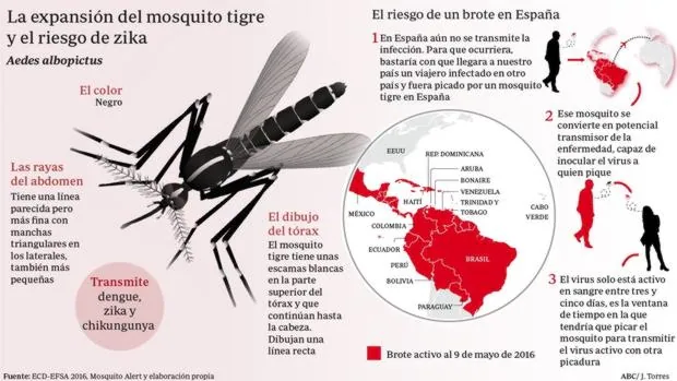 La propagación del mosquito tigre eleva el riesgo de zika en España