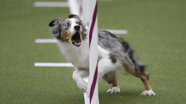 Un can durante las pruebas del 21º Campeonato del Mundo de Agility