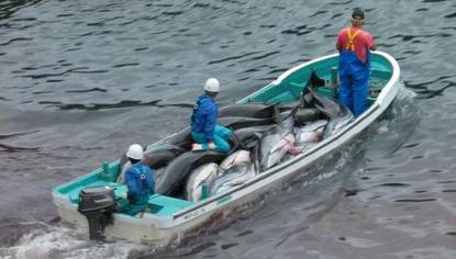 «Guerra» en las eólicas entre delfines y pescadores: «O ellos o nosotros»