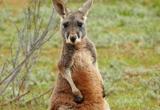 A la caza del canguro en Australia: doblan en número a los seres humanos